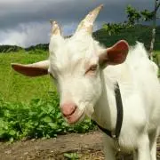 たぁちゃんの画像