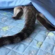 riの画像