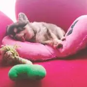 チクもんラブ