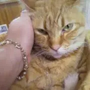ひかり