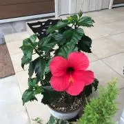 Dayの画像