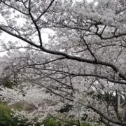 あーちゃん　即発送の画像