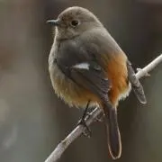 りったんの画像