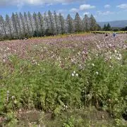 あんあんままの画像