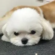 レイラの画像