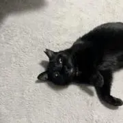 マーシャルの画像