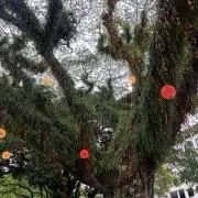 プテラの画像