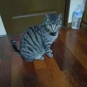 タマの画像