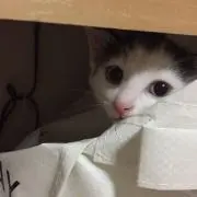みーの画像