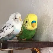 あんこ