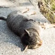 nobu＊の画像