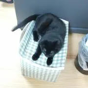 のぶの画像
