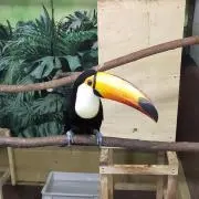 カーの画像