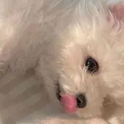 ykの画像