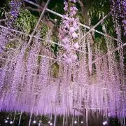 flowerの画像