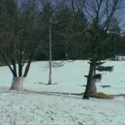 Chelseaの画像
