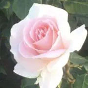 Mayの画像