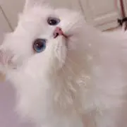卯月