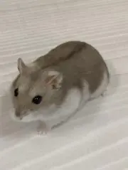 まるるの画像