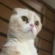 おじぎりの画像