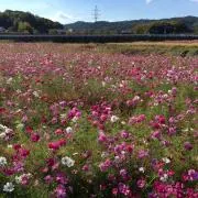 しらたきの画像