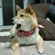 masuの画像