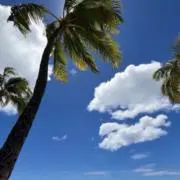 オレンジの画像