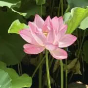 おでんの画像