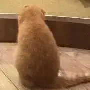 えれむの画像