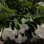 yの画像