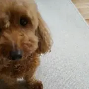 ひぐまのもりの画像