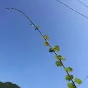 ニョロ２《プロフ読んで下さいm(__)mの画像