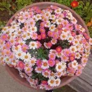 なーぱーの画像