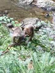 MONKEYの画像