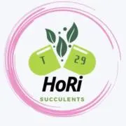 ち*ら様 アガベ パリー四国弁財天 発根済み ※子株の出品です。 - メルカリ