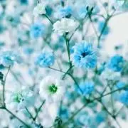 つばきの画像