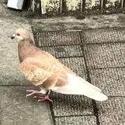 とり天