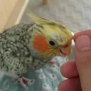 あんずほっぺ