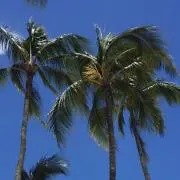 ようの画像