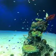 おっとっとの画像