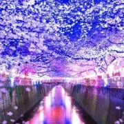 6/5,6日は配送不可。Asy.の画像