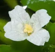 花びし