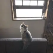 Neigeの画像