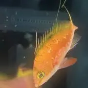 ドボン