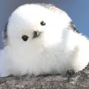 ayahaの画像