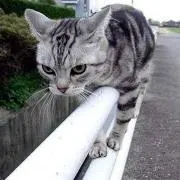 はな