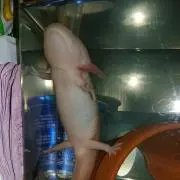 ウパノツカイ