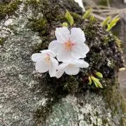 たまこの画像