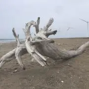 ☆わっしょい☆の画像