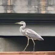 芹沢 プロフ必読の画像